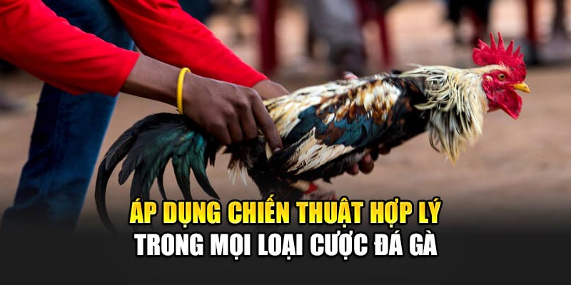 Áp dụng chiến thuật hợp lý trong mọi loại cược đá gà