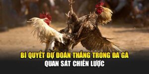 Bí Quyết Dự Đoán Thắng Trong Đá Gà - Quan Sát Chiến Lược