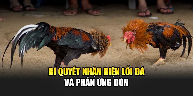 Bí quyết nhận diện lối đá và phản ứng đòn