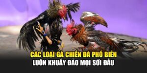 Các Loại Gà Chiến Đá Phổ Biến Luôn Khuấy Đảo Mọi Sới Đấu