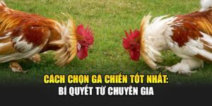 Cách Chọn Gà Chiến Tốt Nhất: Bí Quyết Từ Chuyên Gia