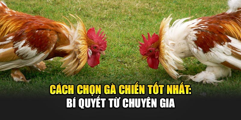 Cách Chọn Gà Chiến Tốt Nhất: Bí Quyết Từ Chuyên Gia