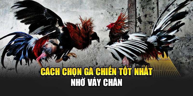 Cách chọn gà chiến tốt nhất nhờ vảy chân