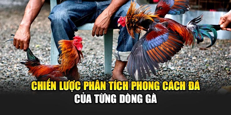 Chiến lược phân tích phong cách đá của từng dòng gà