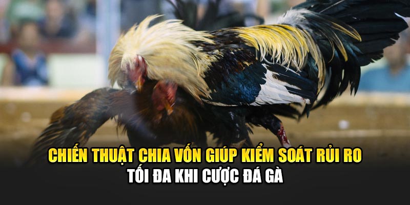 chien-thuat-chia-von-giup-kiem-soat-rui-ro-toi-da-khi-cuoc-da-ga