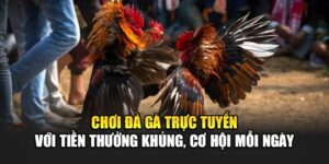 Chơi Đá Gà Trực Tuyến Với Tiền Thưởng Khủng, Cơ Hội Mỗi Ngày