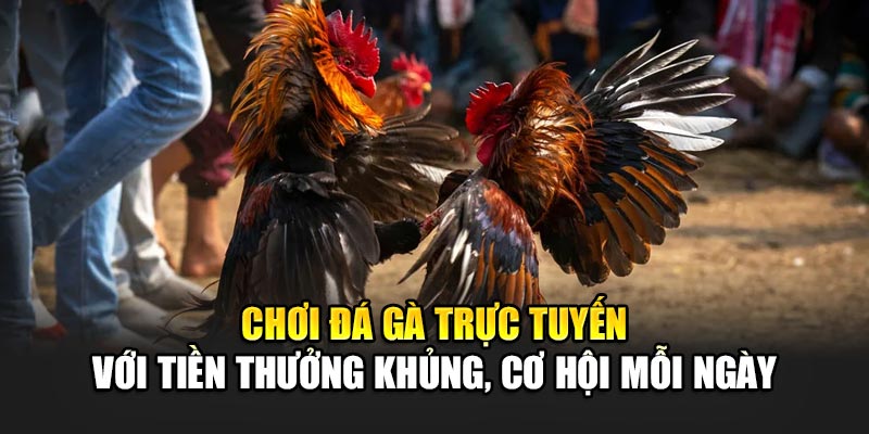 Chơi Đá Gà Trực Tuyến Với Tiền Thưởng Khủng, Cơ Hội Mỗi Ngày