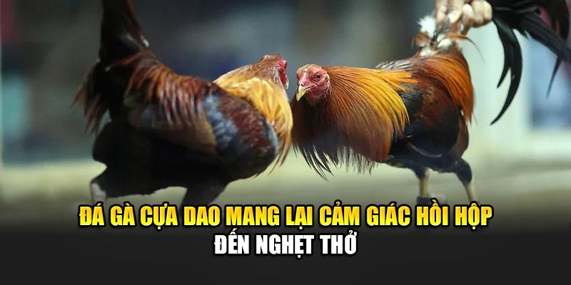 da-ga-cua-dao-mang-lai-cam-giac-hoi-hop-den-nghet-tho