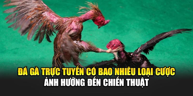 Đá gà trực tuyến có bao nhiêu loại cược ảnh hưởng đến chiến thuật
