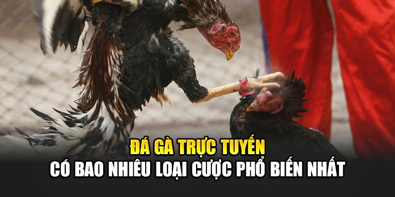 Đá Gà Trực Tuyến Có Bao Nhiêu Loại Cược Phổ Biến Nhất