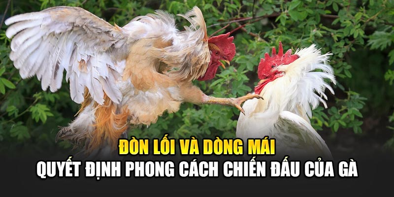 Đòn lối và dòng mái quyết định phong cách chiến đấu của gà
