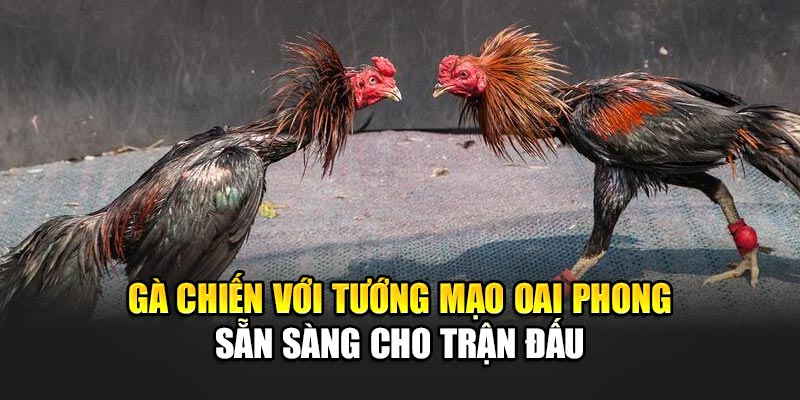 Gà chiến với tướng mạo oai phong sẵn sàng cho trận đấu