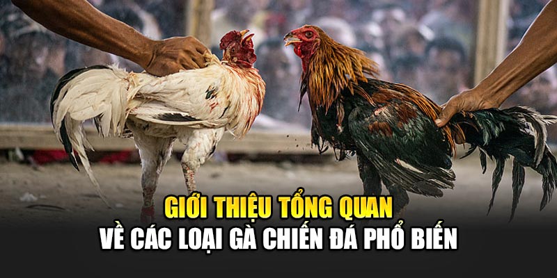 Giới thiệu tổng quan về các loại gà chiến đá phổ biến