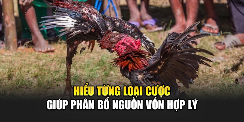 Hiểu từng loại cược giúp phân bổ nguồn vốn hợp lý