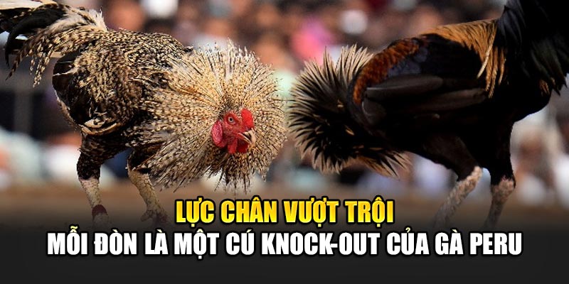 Lực chân vượt trội mỗi đòn là một cú knock-out của Gà Peru