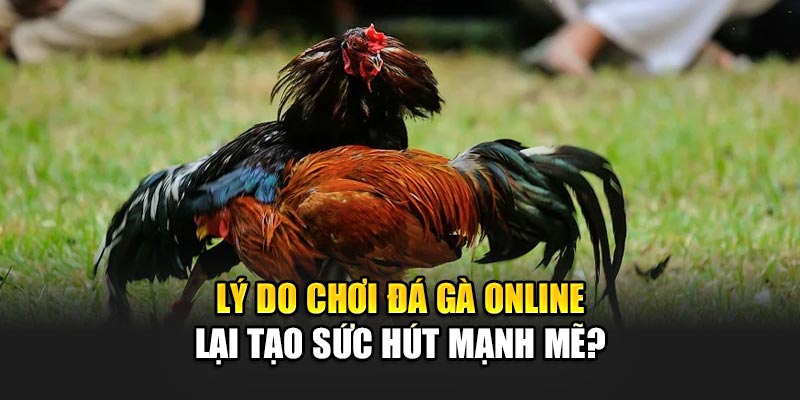 Lý do chơi đá gà online lại tạo sức hút mạnh mẽ?