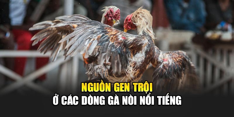 Nguồn gen trội ở các dòng gà nòi nổi tiếng