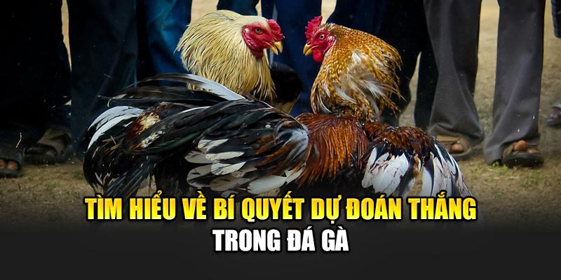 Tìm hiểu về bí quyết dự đoán thắng trong đá gà