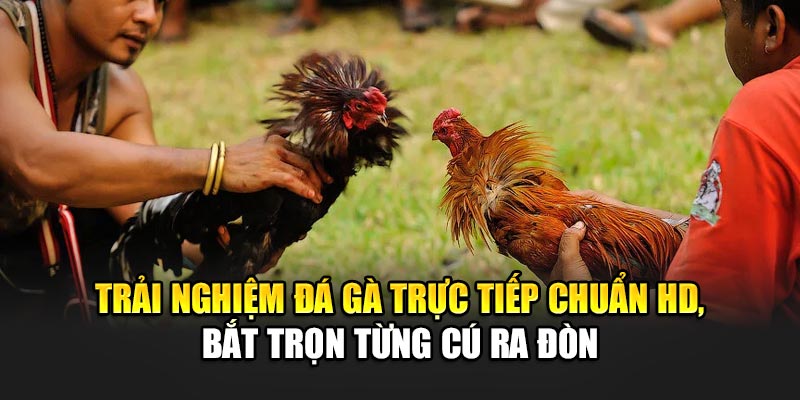 Trải nghiệm đá gà trực tiếp chuẩn HD, bắt trọn từng cú ra đòn
